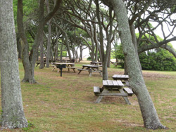picnic tables in myrtle beach state park